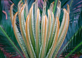 3 Easy Methods To Propagate Your Snake Plant