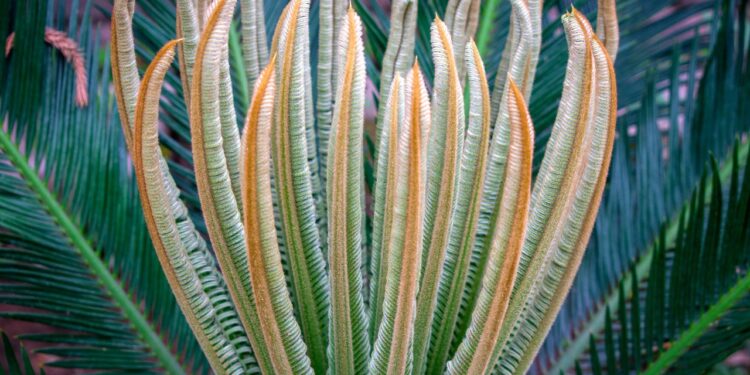 3 Easy Methods To Propagate Your Snake Plant