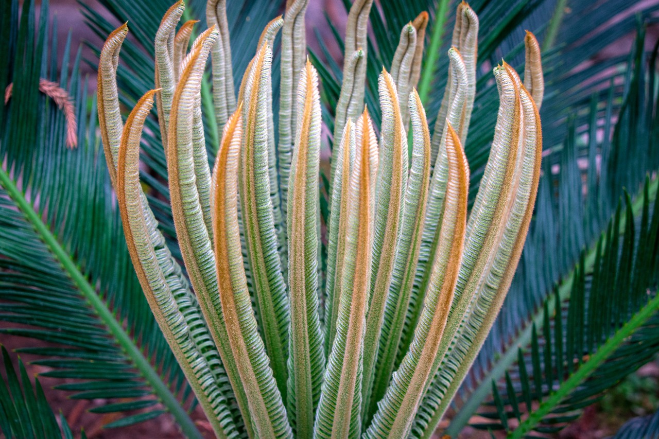 3 Easy Methods To Propagate Your Snake Plant Snake Plant Snake Plant