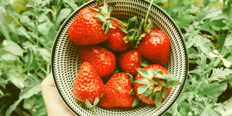 Strawberry Season: Here Are 10 Accurate Ways to Pick the Sweetest Strawberries