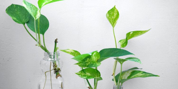 Top 3 House Plants With  Natural Lighting To Make Your Space Look, Greener