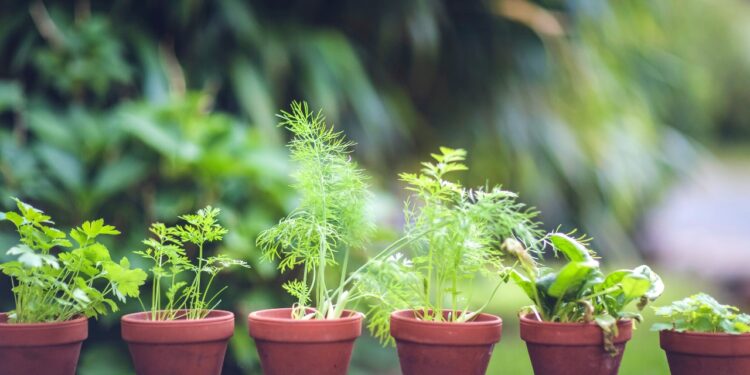 A-List of the 7 Best Types of Shrubs For Planting In Containers