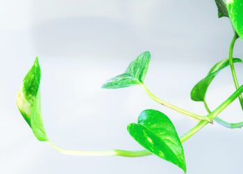 How To Keep Your Air Plants Happy & Healthy 7 Simple Tips