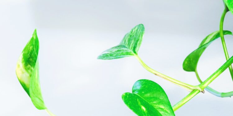 How To Keep Your Air Plants Happy & Healthy 7 Simple Tips