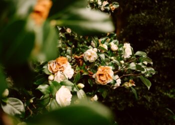 The Ultimate Camellia Guide:  5 Important Points