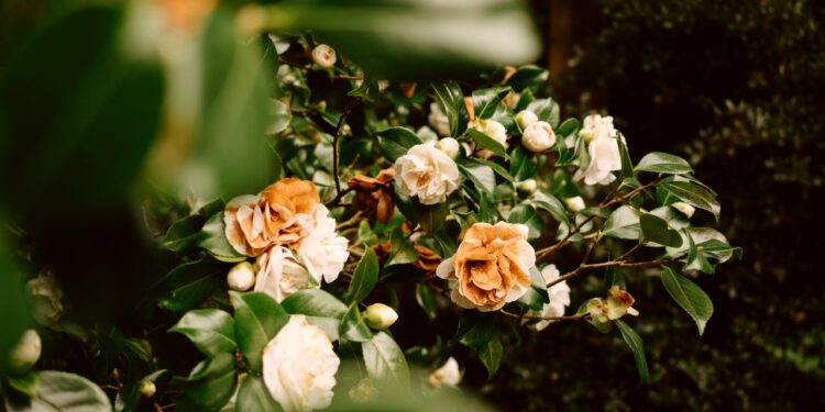 The Ultimate Camellia Guide:  5 Important Points