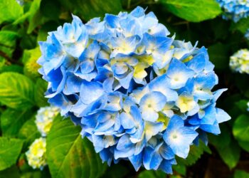 These 5 hydrangeas Are A Perfect Spring Plant For Shade