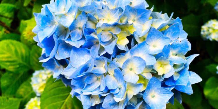 These 5 hydrangeas Are A Perfect Spring Plant For Shade