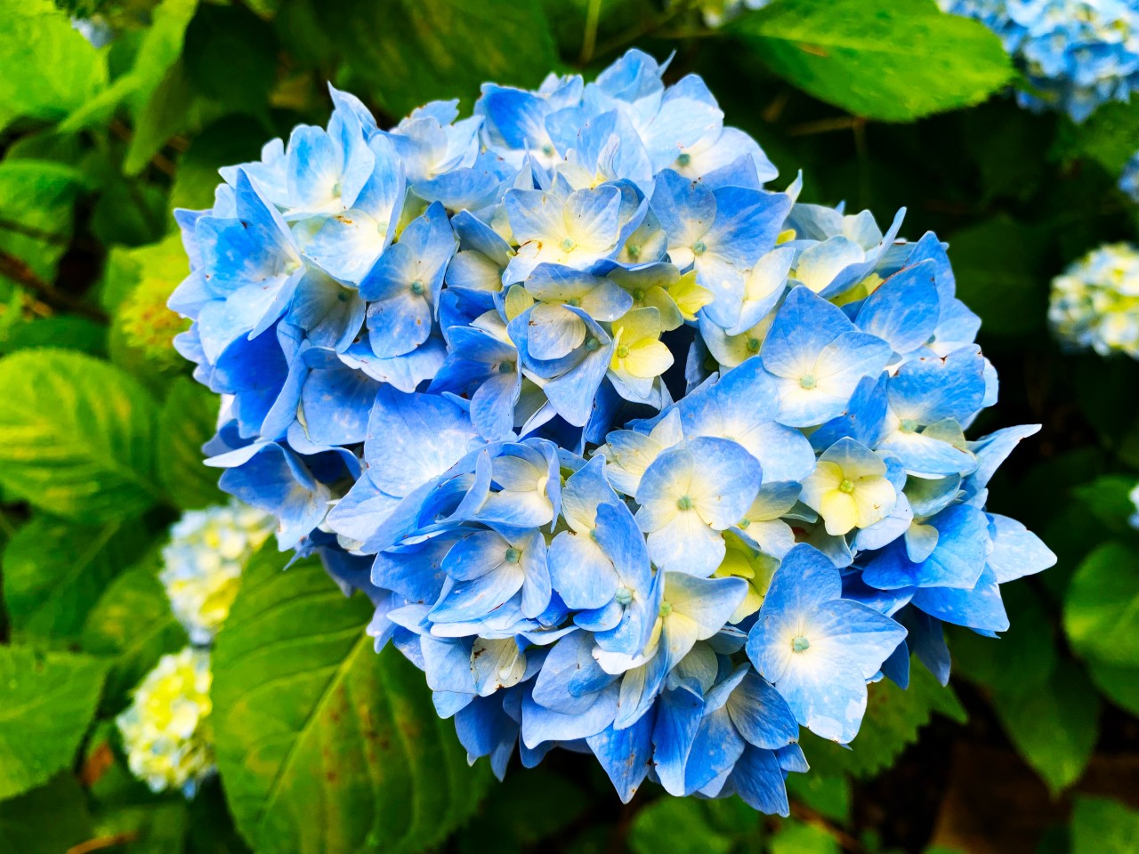 hydrangeas