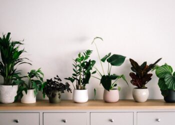 Surprisingly Easy To Grow 10 Amazing  IndoorsPlants