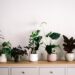 Surprisingly Easy To Grow 10 Amazing  IndoorsPlants