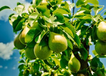 The Best Pear Tree You Can Grow, Based on Your Climate