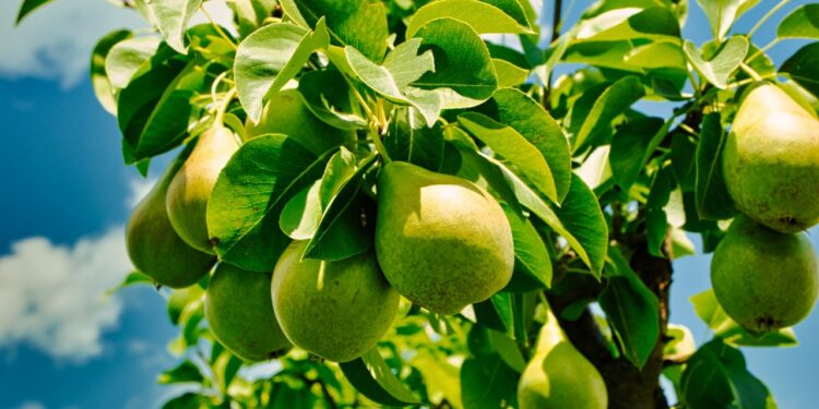 The Best Pear Tree You Can Grow, Based on Your Climate