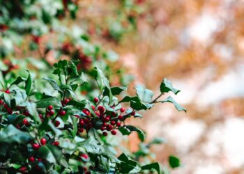 12 Plants You Should Be Pruning  for the safety of Garden