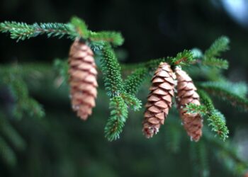 How To Grow Hops like a pro With 5 Amazing Way