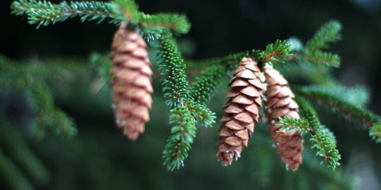 How To Grow Hops like a pro With 5 Amazing Way