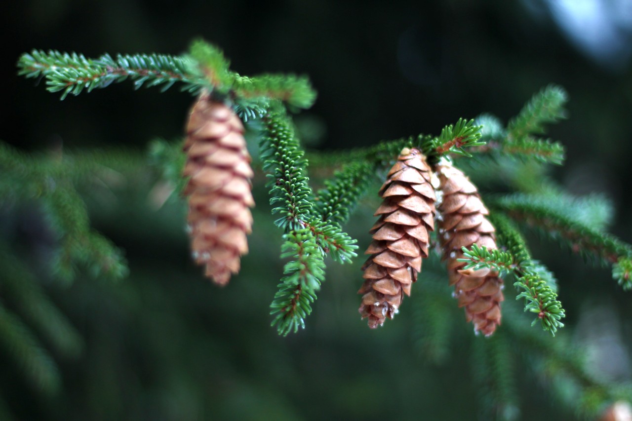 How To Grow Hops like a pro With 5 Amazing Way seed cones seed cones
