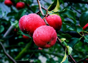 6 Common Apple Tree Diseases & How to Fix Them Absolutely