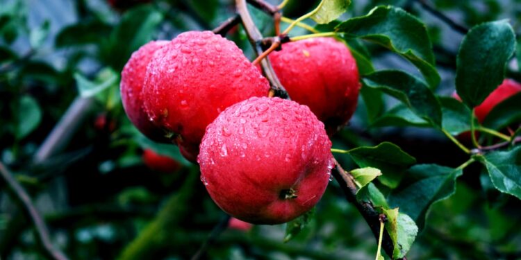 6 Common Apple Tree Diseases & How to Fix Them Absolutely