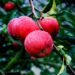 6 Common Apple Tree Diseases & How to Fix Them Absolutely Apple Tree Diseases 6 Common Apple Tree Diseases & How to Fix Them Absolutely