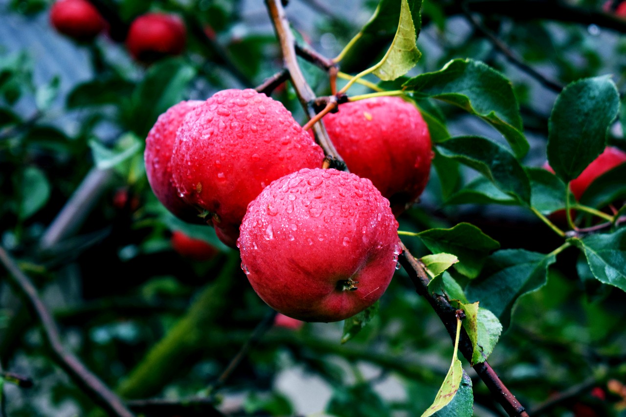 6 Common Apple Tree Diseases & How to Fix Them Absolutely Apple Tree Diseases Apple Tree Diseases