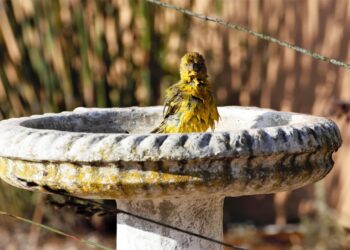 How To Clean a Bird Bath in 3 Easy Steps