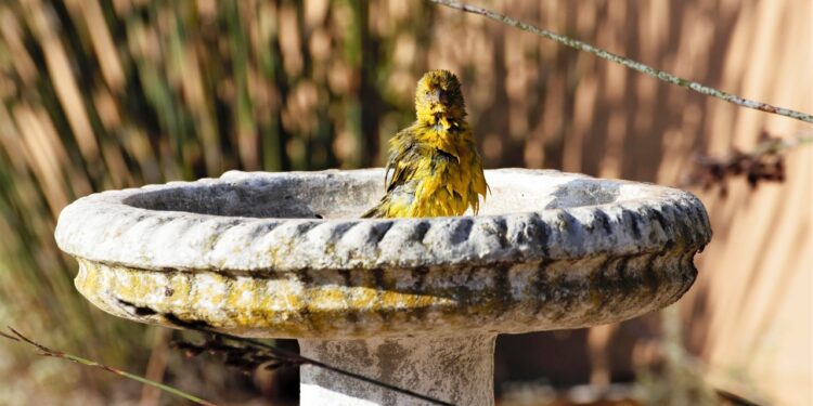 How To Clean a Bird Bath in 3 Easy Steps