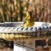 How To Clean a Bird Bath in 3 Easy Steps Bird Bath How To Clean a Bird Bath in 3 Easy Steps