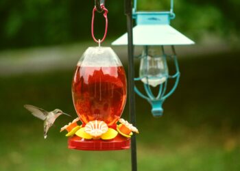 How To Clean A Bird Feeder In 5 Minutes Or Less Absolutely