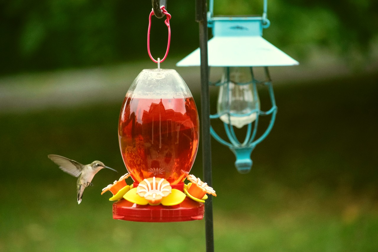 How To Clean A Bird Feeder In 5 Minutes Or Less Absolutely Bird Feeder Bird Feeder