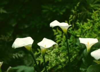 How To Care For Your Calla Lilies 5 Awesome Tips For Bloom All Year