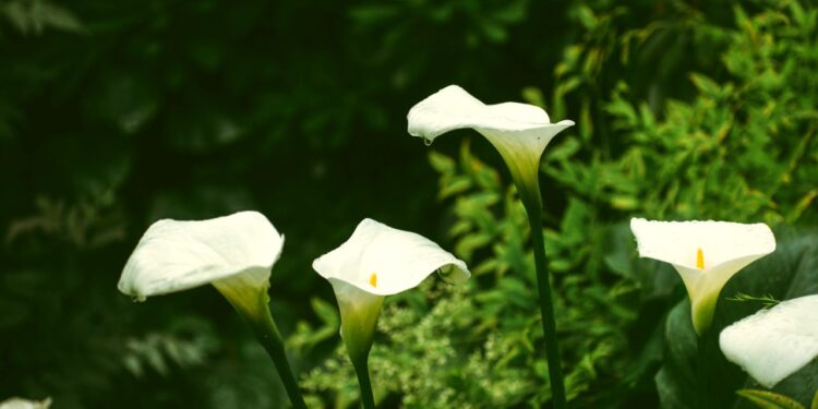 How To Care For Your Calla Lilies 5 Awesome Tips For Bloom All Year