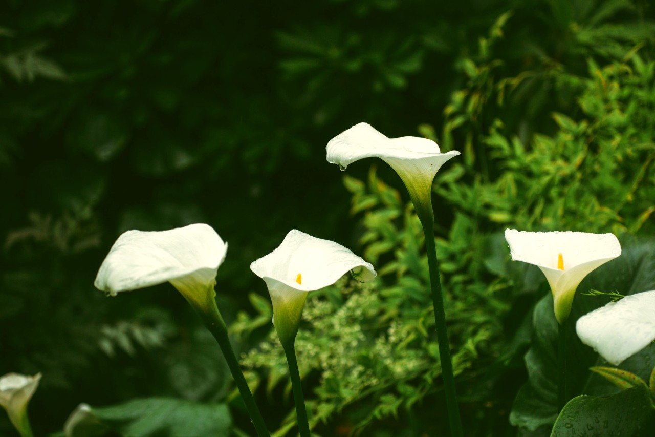 How To Care For Your Calla Lilies 5 Awesome Tips For Bloom All Year Calla lilies Calla lilies