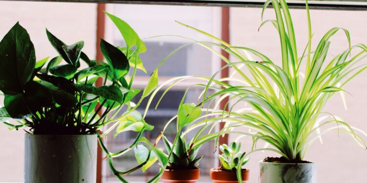 Top 5 Creative Container Ideas for Garden Planting