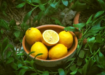 7 Tips On How To Grow Lemon Cucumbers In Your Garden Instantly