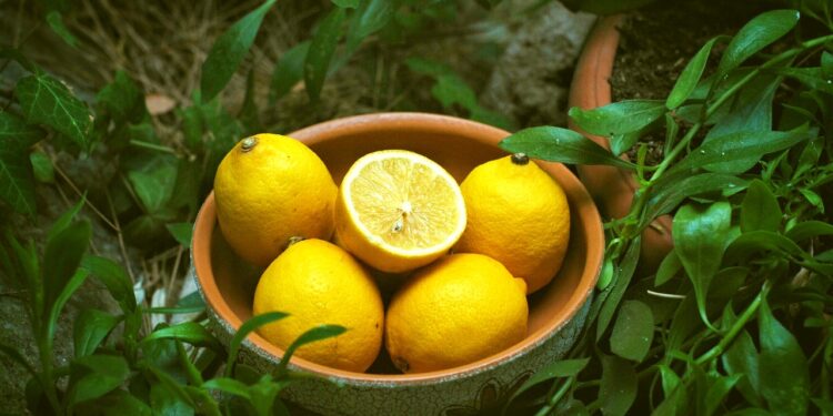 7 Tips On How To Grow Lemon Cucumbers In Your Garden Instantly