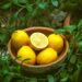 7 Tips On How To Grow Lemon Cucumbers In Your Garden Instantly Lemon Cucumbers 7 Tips On How To Grow Lemon Cucumbers In Your Garden Instantly