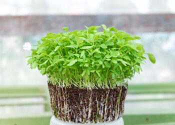 How To Grow Microgreens: A Step-By-Step Beginners Guide