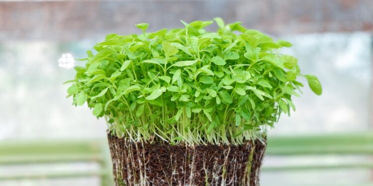 How To Grow Microgreens: A Step-By-Step Beginners Guide