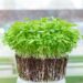 How To Grow Microgreens: A Step-By-Step Beginners Guide Microgreens How To Grow Microgreens: A Step-By-Step Beginners Guide