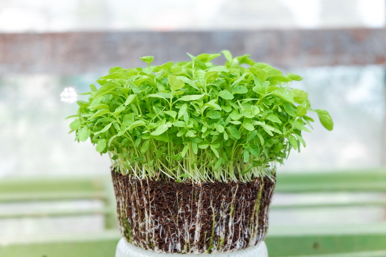 How To Grow Microgreens A StepByStep Beginners Guide Homdeck