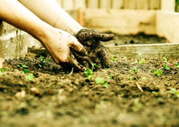 8 Amazing Tips For Mulching With Straw In Your Vegetable Garden