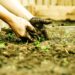 8 Amazing Tips For Mulching With Straw In Your Vegetable Garden Mulching 8 Amazing Tips For Mulching With Straw In Your Vegetable Garden