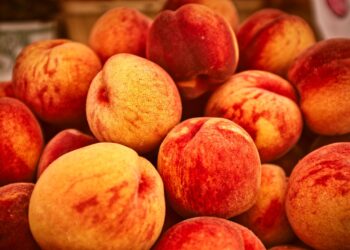 The NectaPlum Is the  Delicious 1 Fruit Tree You Have to Grow Anywhere In Your Garden