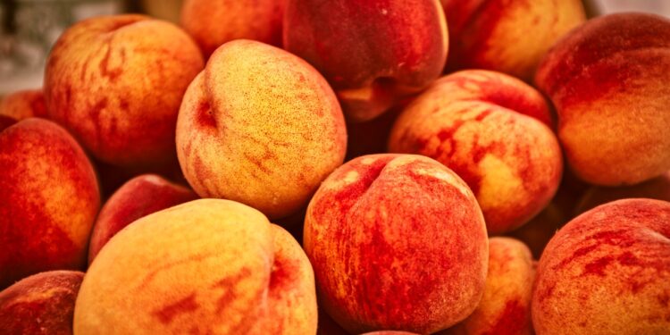 The NectaPlum Is the  Delicious 1 Fruit Tree You Have to Grow Anywhere In Your Garden