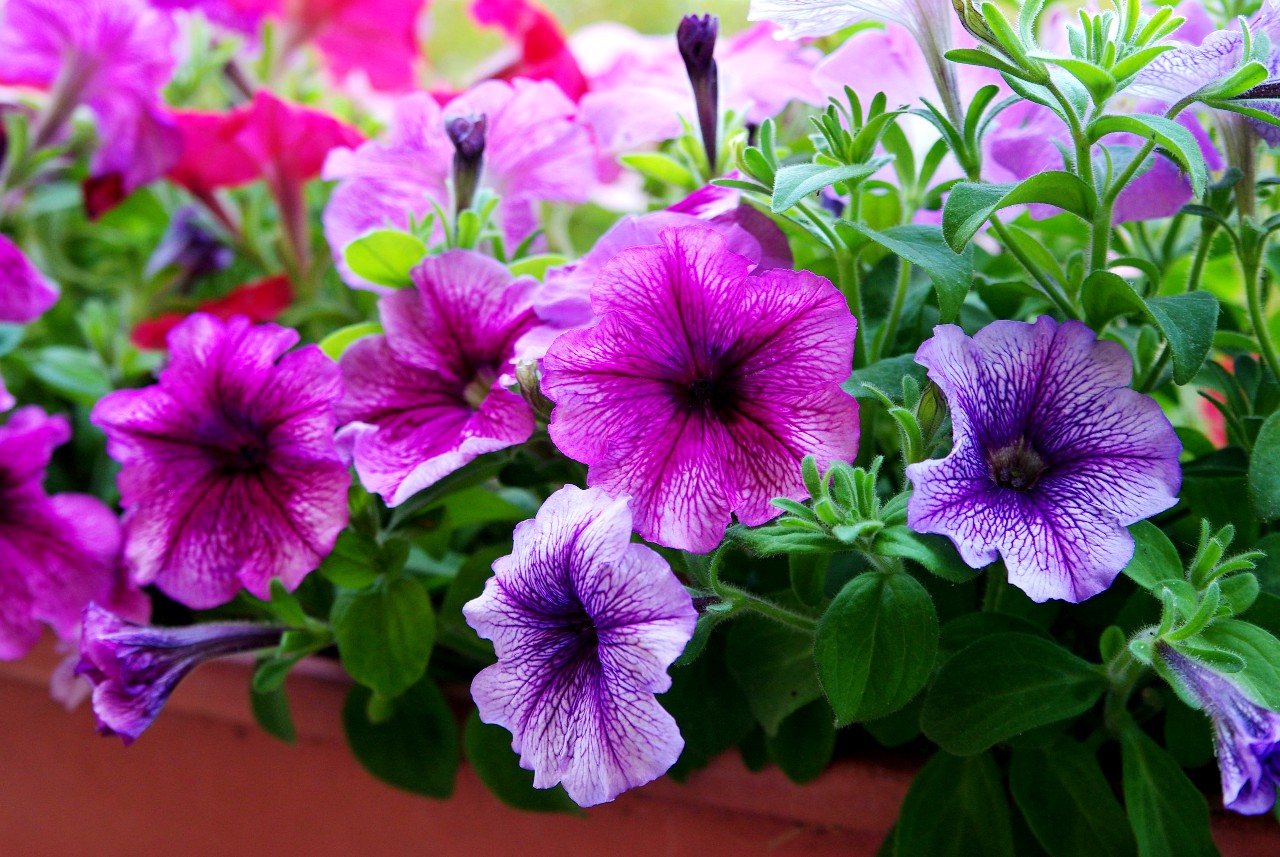 Spring Patio Refresh on a Budget with Tuesday Morning Spring Patio Spring Patio