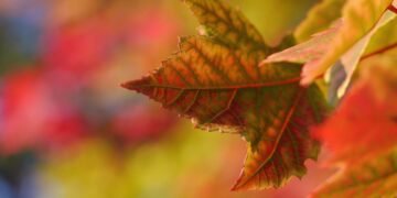 Why The Fall Season Is My Favorite Time To Decorate Fall Season Why The Fall Season Is My Favorite Time To Decorate